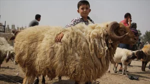 Türkiye Akika Koç Kurban Bağışı Nasıl Yapılır?